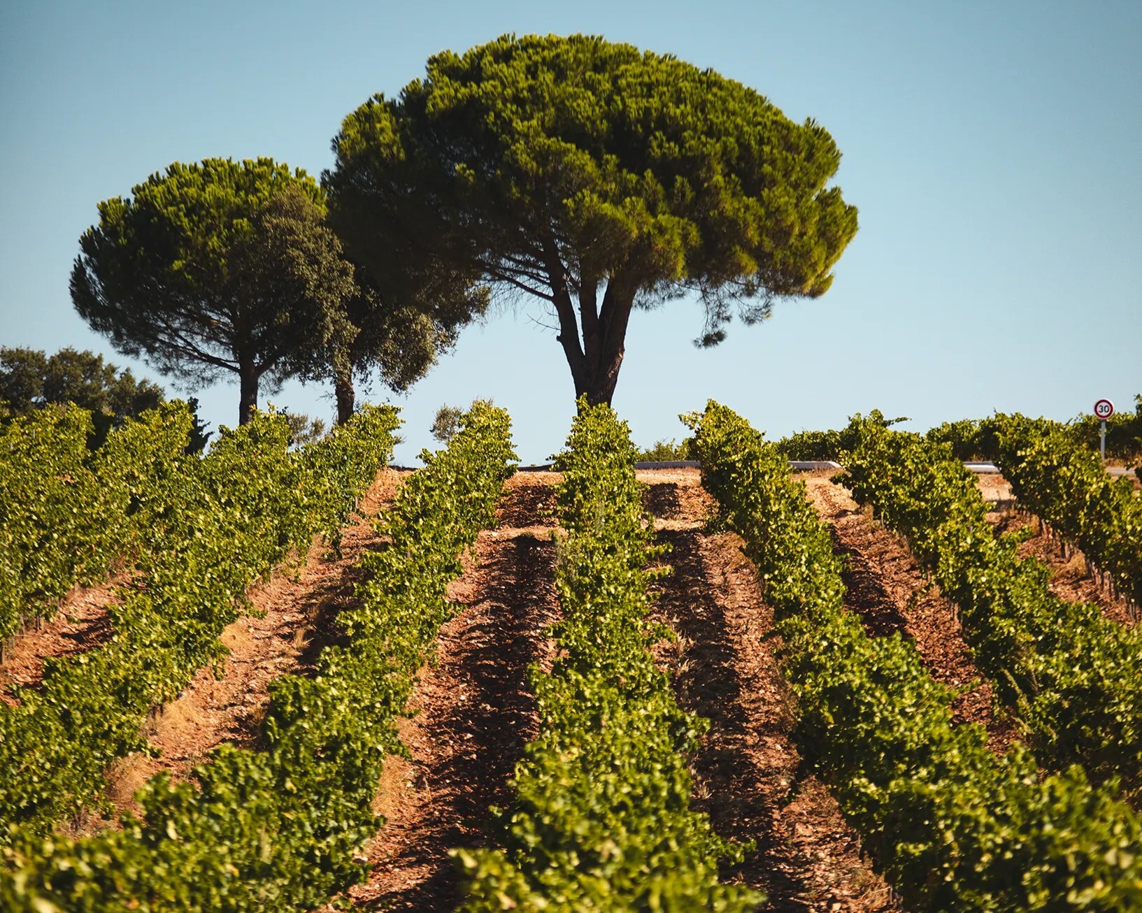 Vignoble