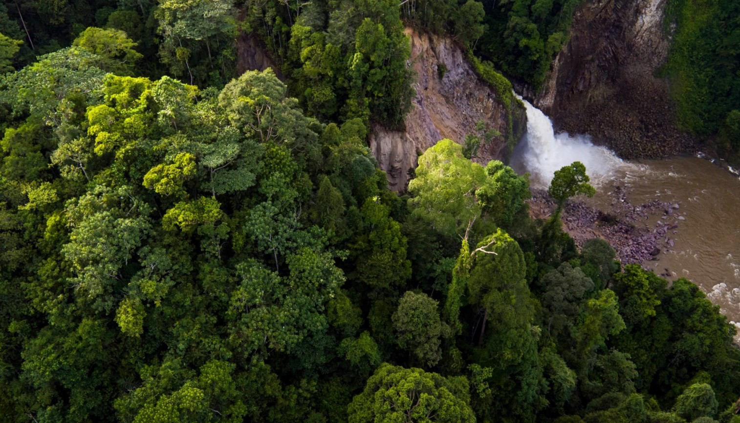 news-main-lvmh-sassocie-a-canopy-pour-reaffirmer-son-engagement-en-faveur-de-la-conservation-des-forets.1622892455.jpg